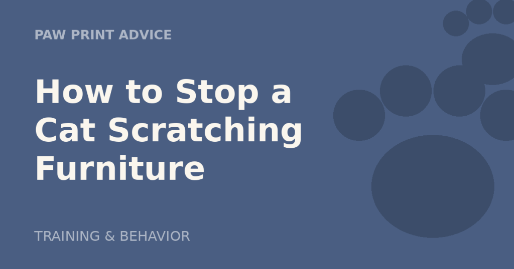 How to Stop a Cat Scratching Furniture (Without&nbsp;Punishment)